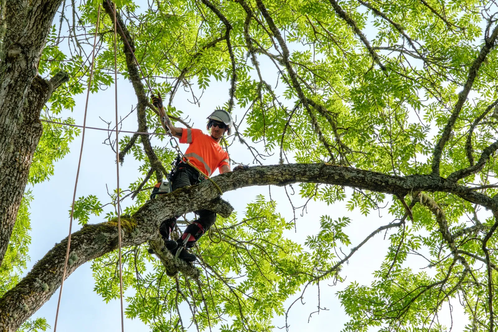 ETW-certifierad arborist står på en kraftig gren högt uppe i trädkronan