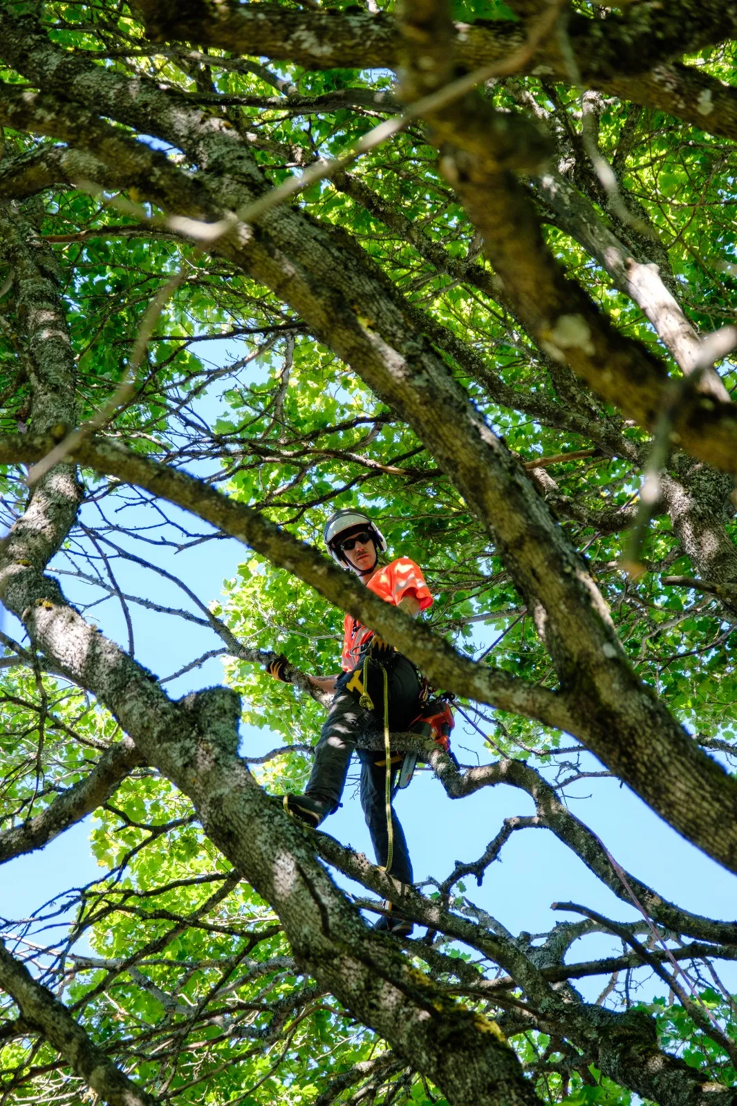 Arborist inspekterar träd från marken