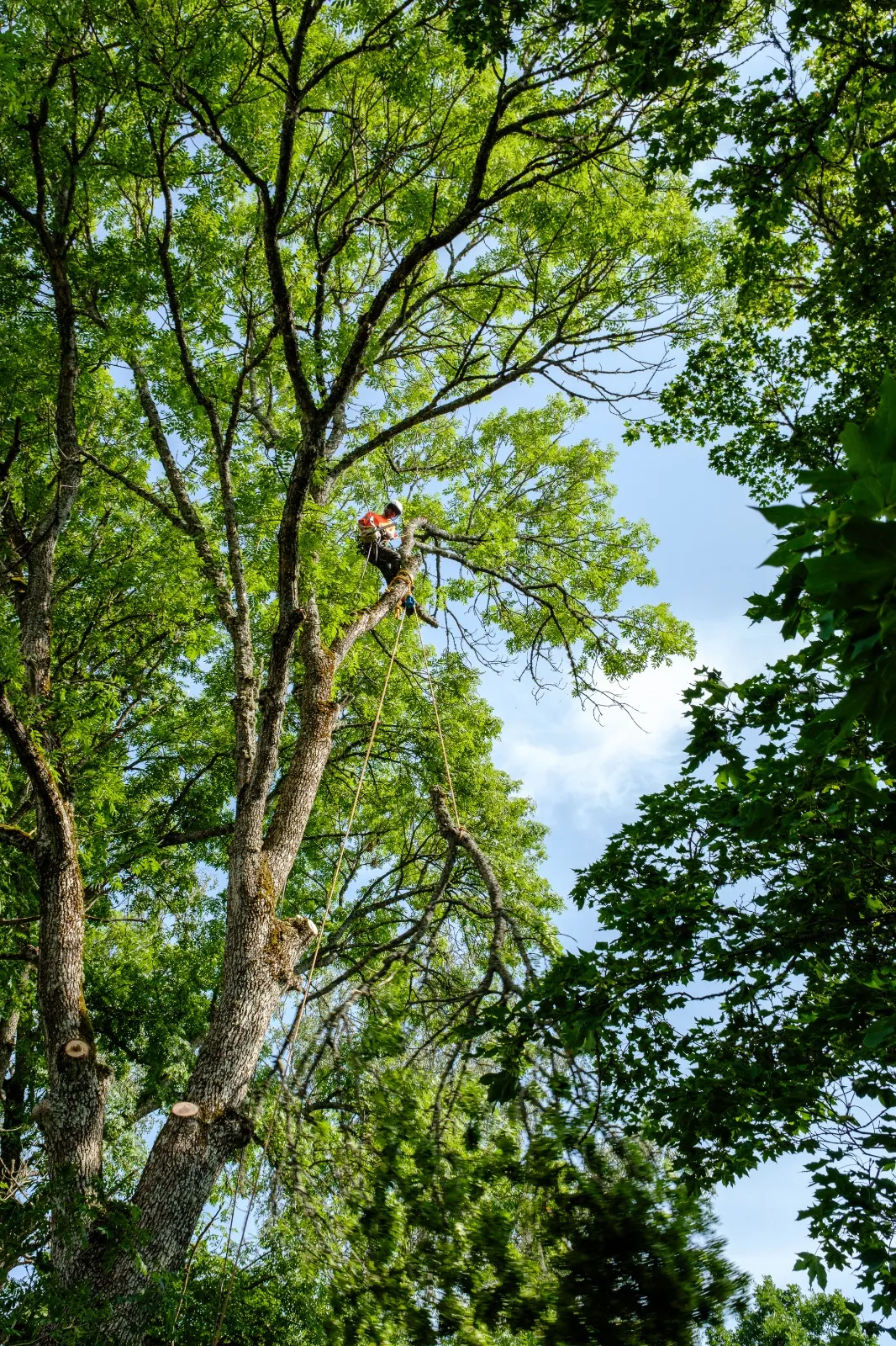 Arborist arbetar högt upp i kronan vid trädfällning