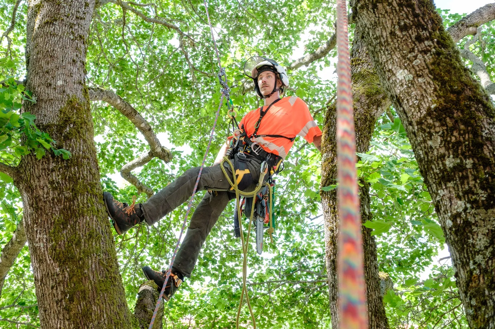 Utsikt från trädkrona över Malmö under arbete