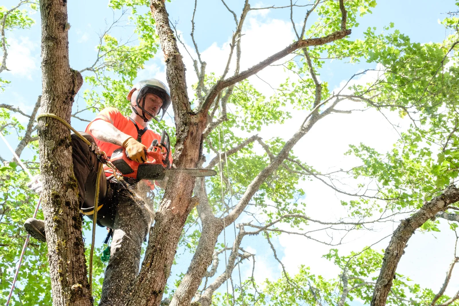 Arborist använder motorsåg högt uppe i trädet vid sektionsfällning