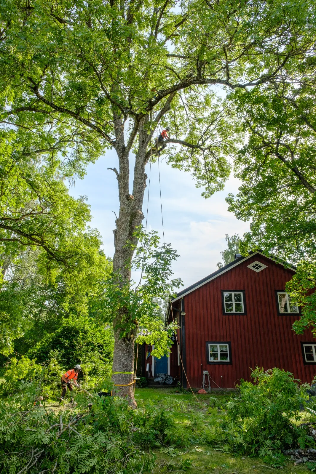 Stort etablerat träd vid en röd svensk stuga